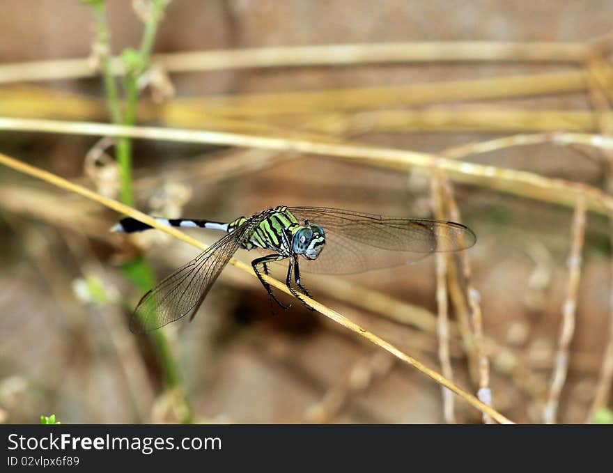 Beautiful dragonfly balancing on dry grass. Beautiful dragonfly balancing on dry grass.