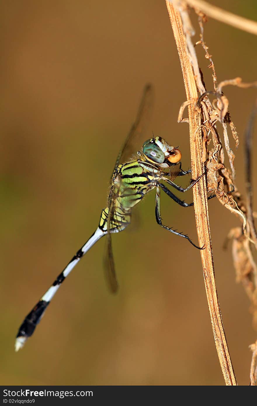 Killer dragonfly