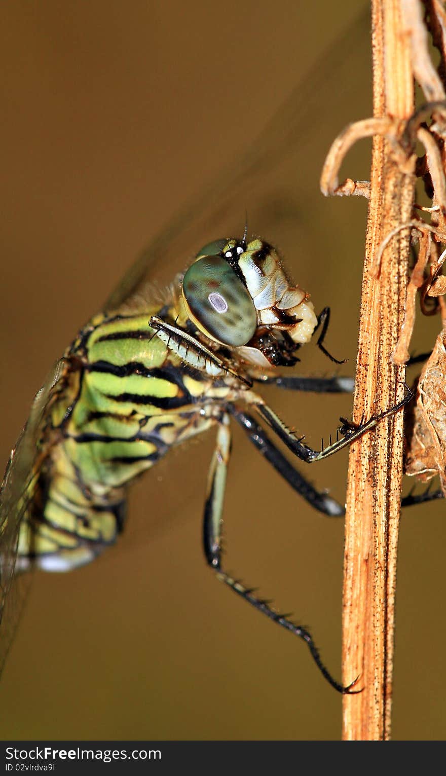 Dragonfly eating fly