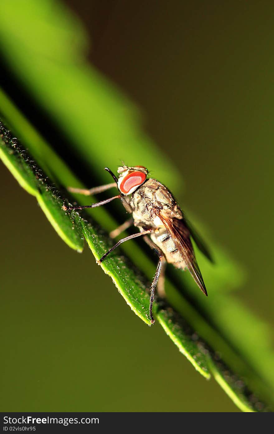 Extreme macro shot of common housefly sitting on green leaf. Extreme macro shot of common housefly sitting on green leaf.