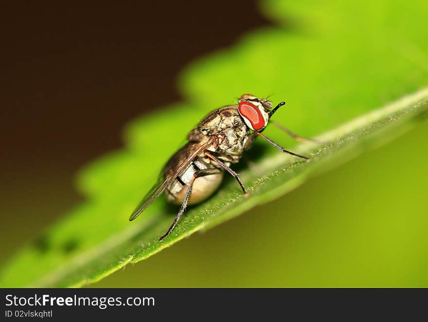 Extreme macro shot of pregnant common housefly sitting on green leaf. Extreme macro shot of pregnant common housefly sitting on green leaf.