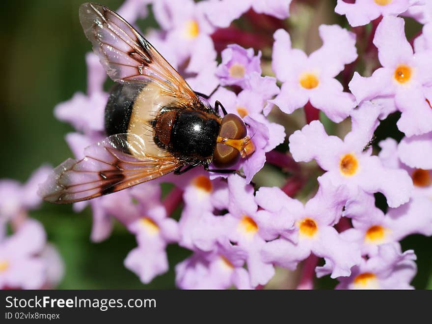 Vollucella pellucens hoverfly feeding on nectar