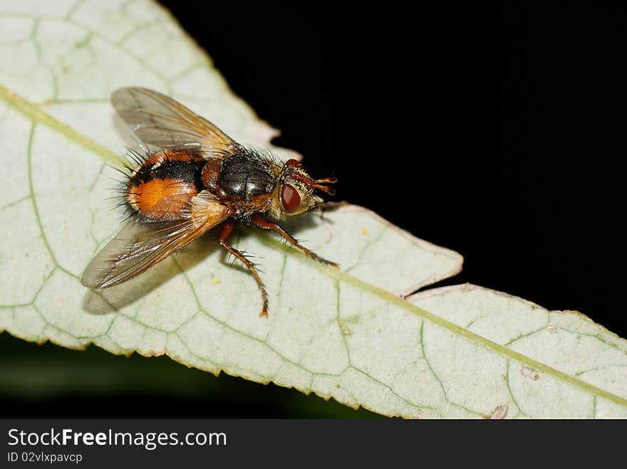 Tachina Fera on a leaf