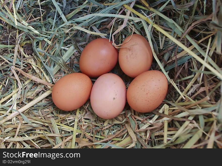 Five brown chicken eggs in the nest of dry grass. Five brown chicken eggs in the nest of dry grass