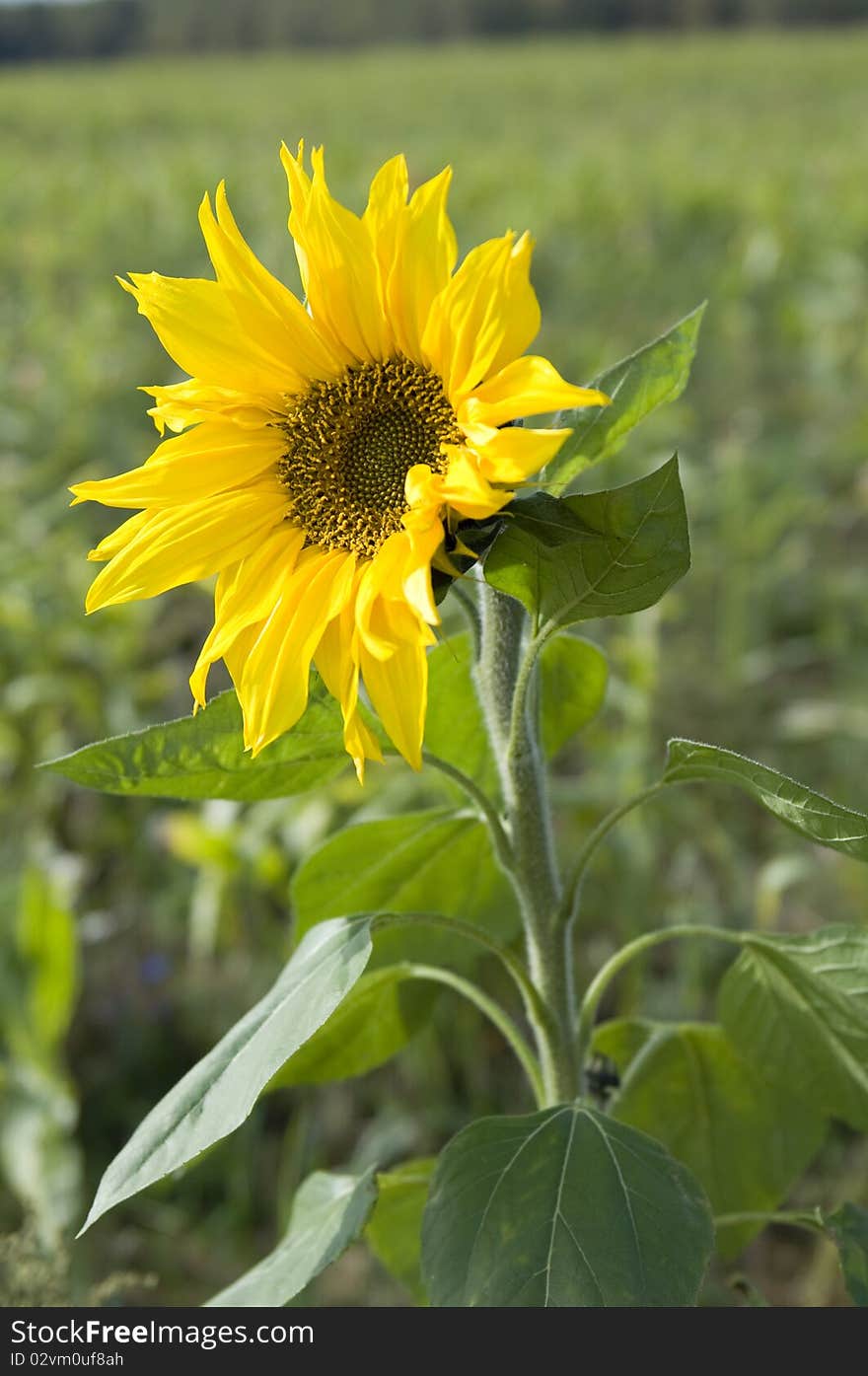 Beautiful sunflower