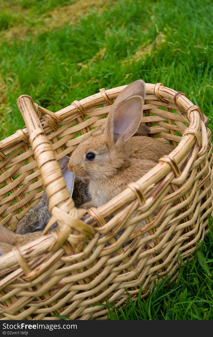 Bunnies in basket on green grass background