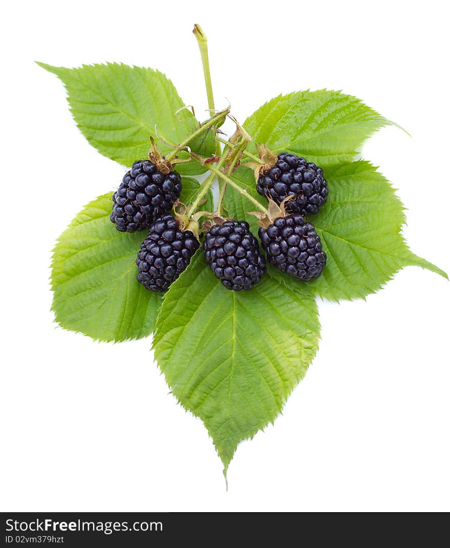 Heap of ripe blackberries on leaves