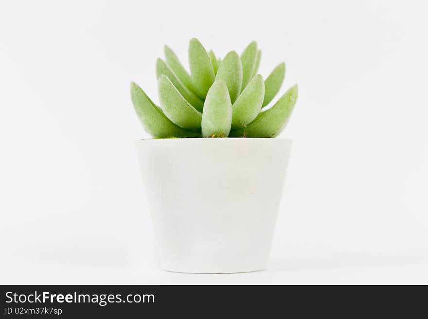 Decorative artificial flower on a white background