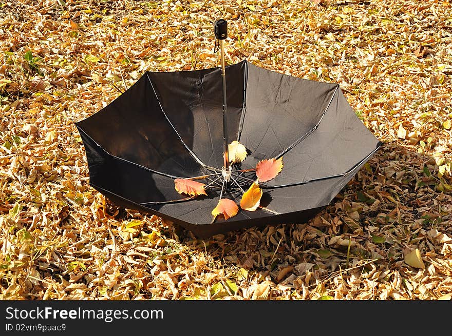 Black umbrella on autumn foliage in a park. Black umbrella on autumn foliage in a park