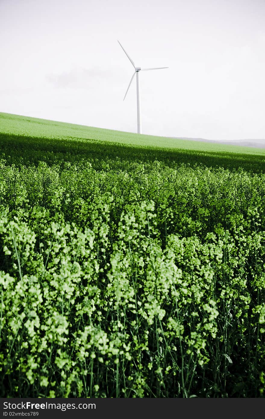 Windmill and rape field