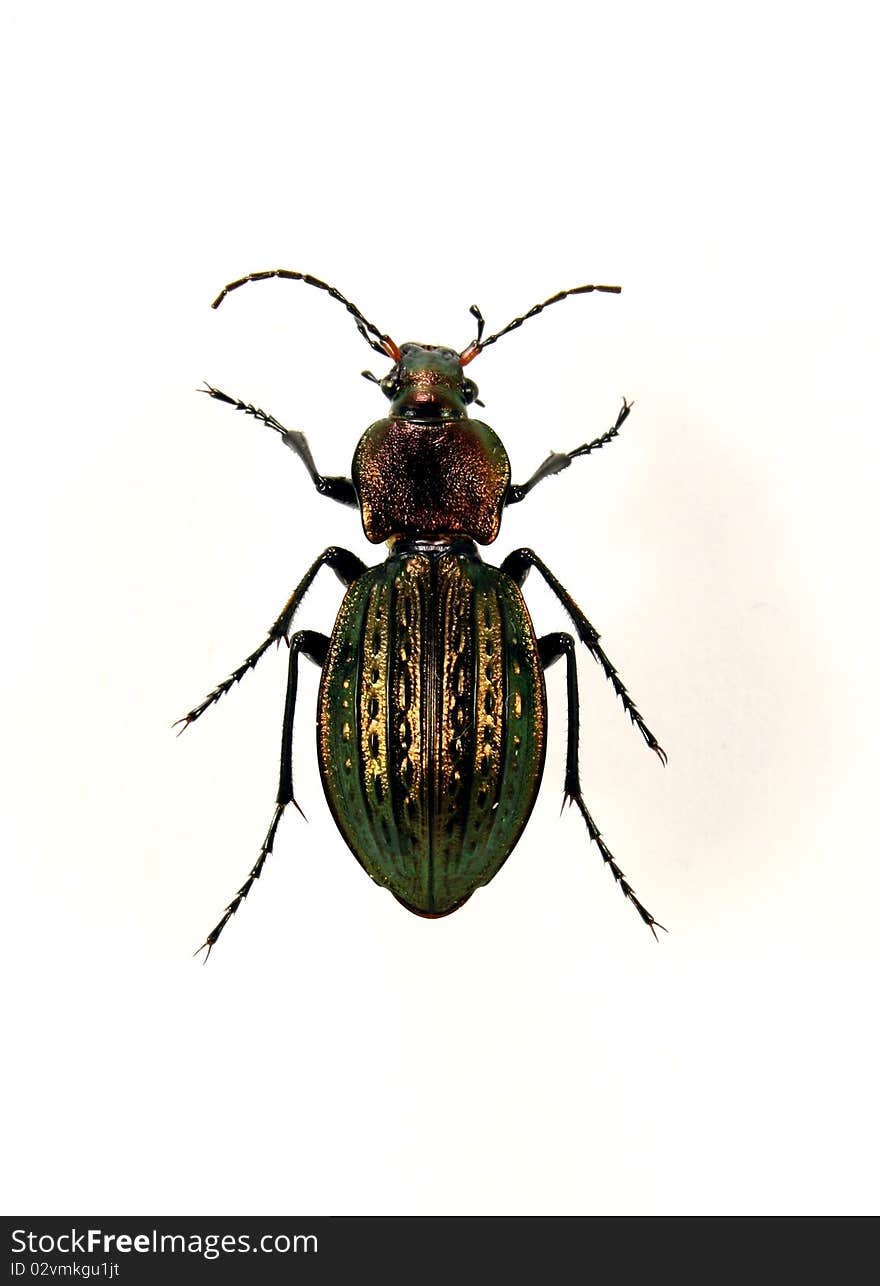 Detailed view beetle Carabus ullrichii