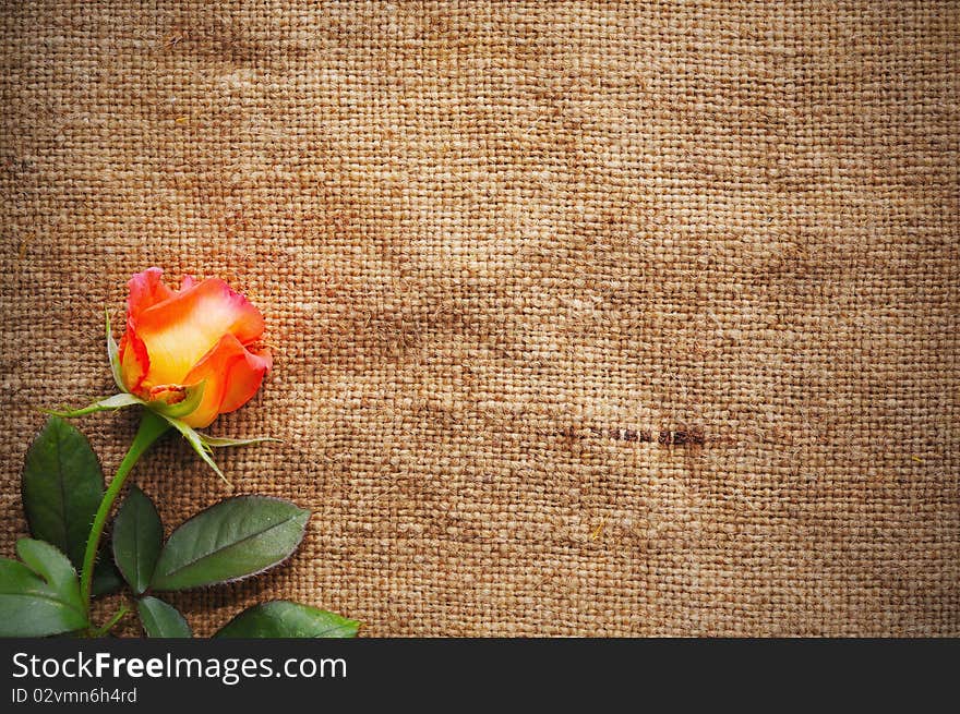 Blank Grungy Canvas Background