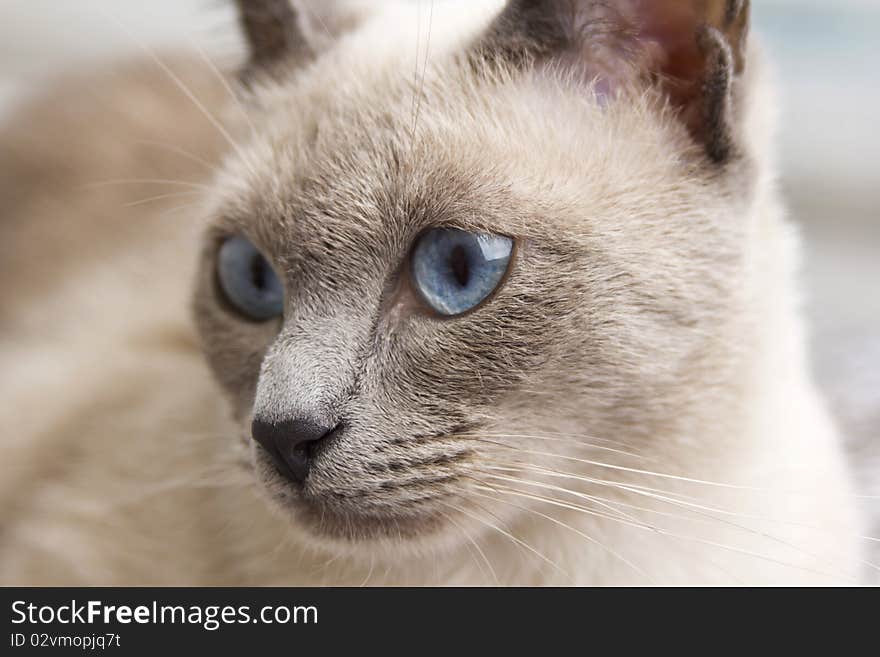 A portrait close up of a beautiful bluepoint siamese cat's face as she loooks slightly to the side. A portrait close up of a beautiful bluepoint siamese cat's face as she loooks slightly to the side.