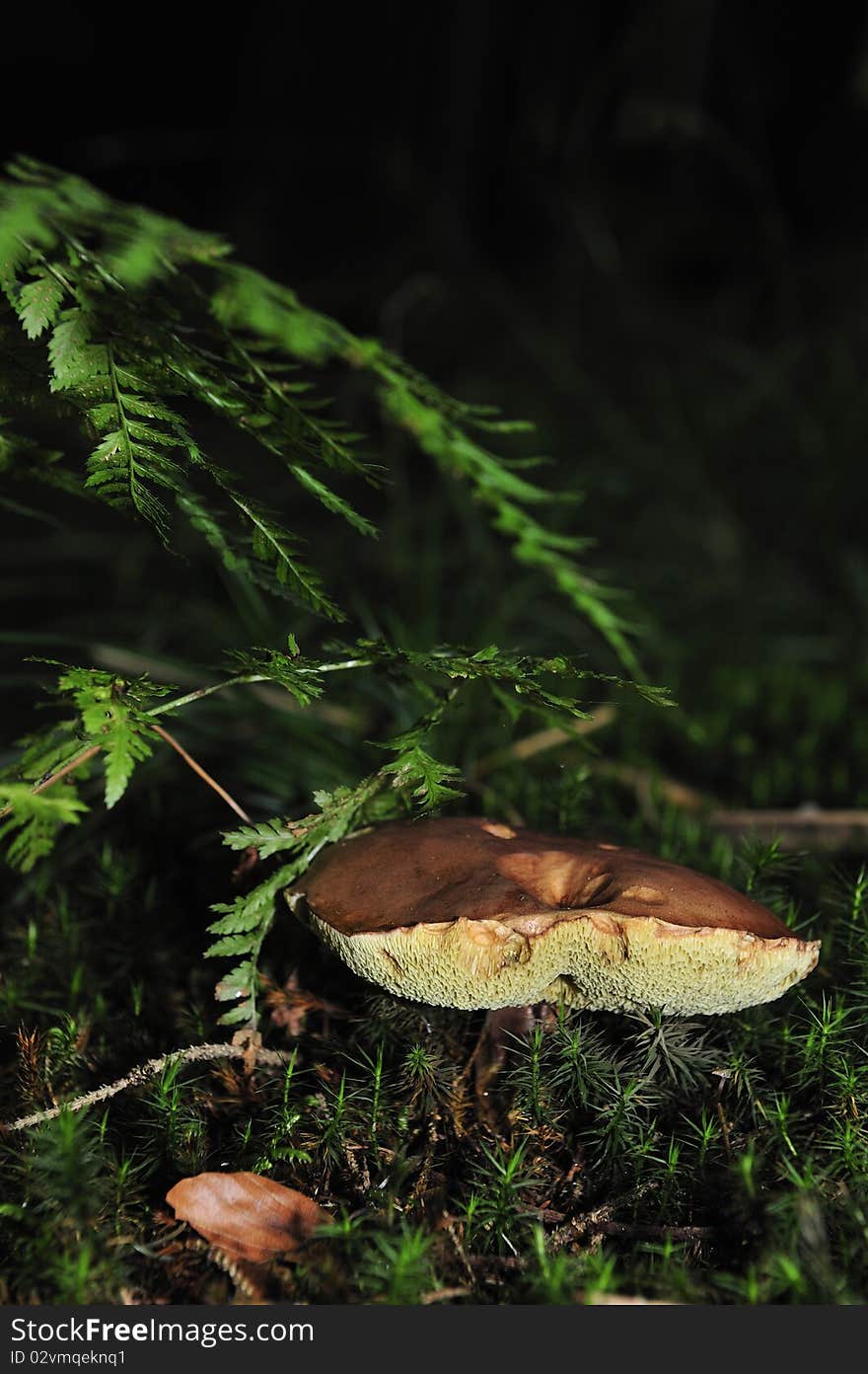 Mushroom in wood