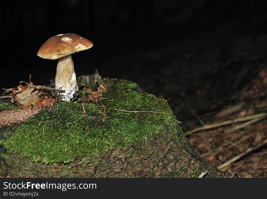 Porcini mushroom in the woods.