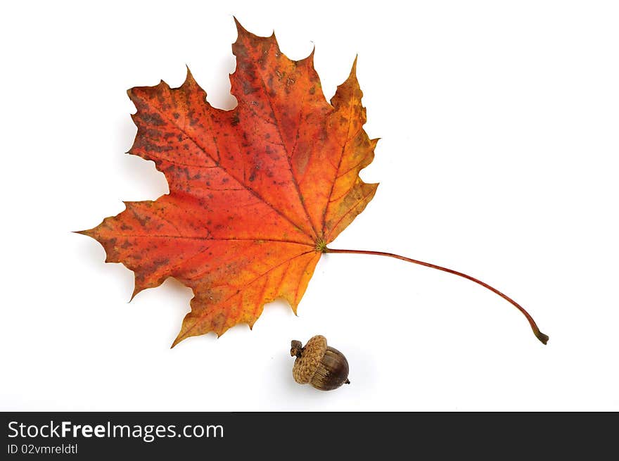 Red and yelow autumn leaf