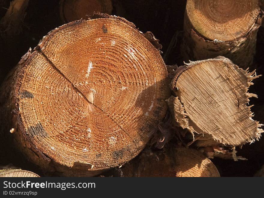 Freshly cut logs in forestry