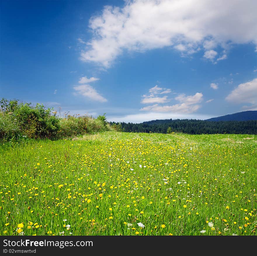 Green grassland