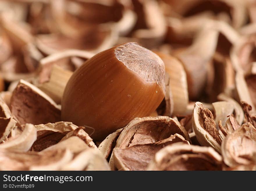 Hazelnut closeup