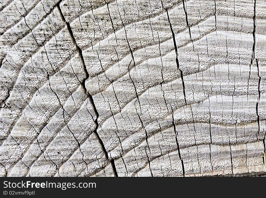 Cross section of tree trunk. Cross section of tree trunk