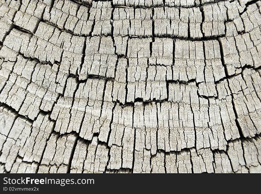 Cross section of tree trunk. Cross section of tree trunk