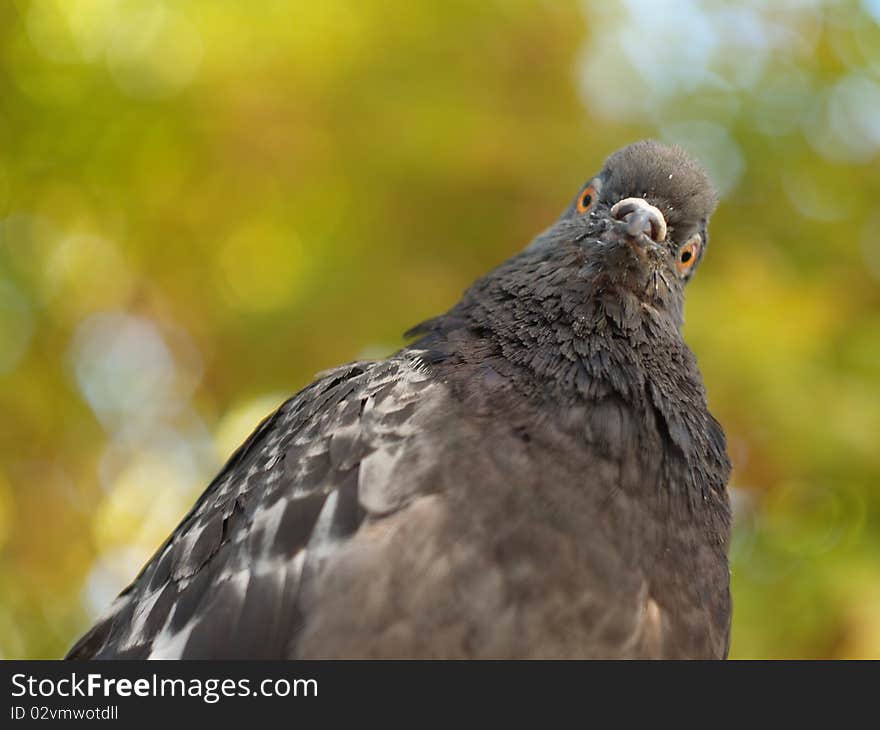 Pigeon seams to be  hypnotised