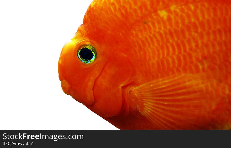 Gold fish isolated on a white background