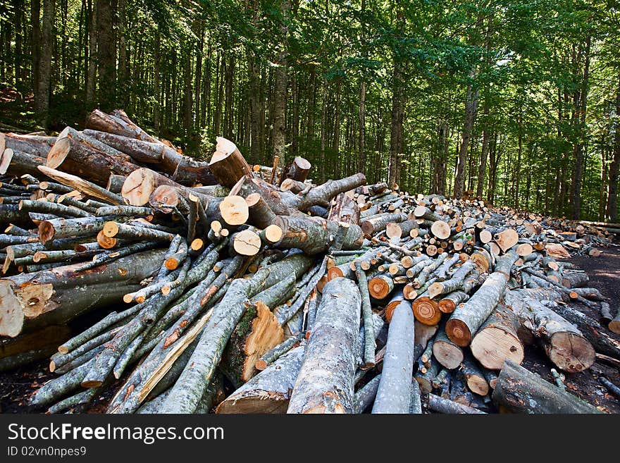 Trunks in the forest