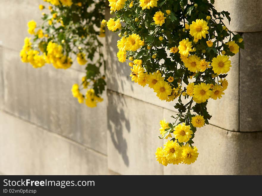 The close-up of many mum flowers