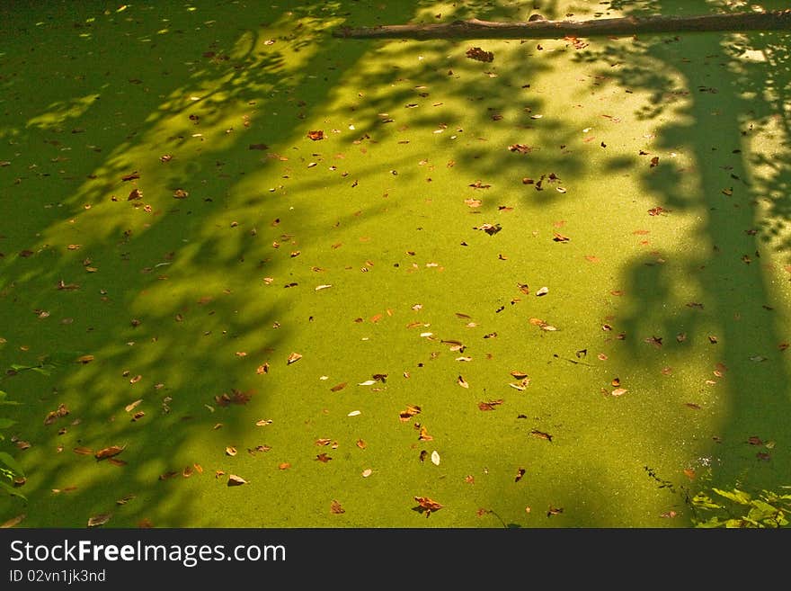 Bright green stagnant water in light and shadow, strewn with leaves