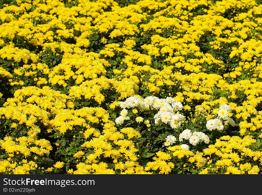 The background of many mum flowers