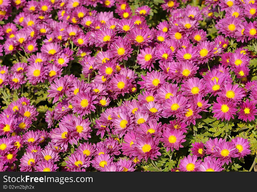 The background of many mum flowers