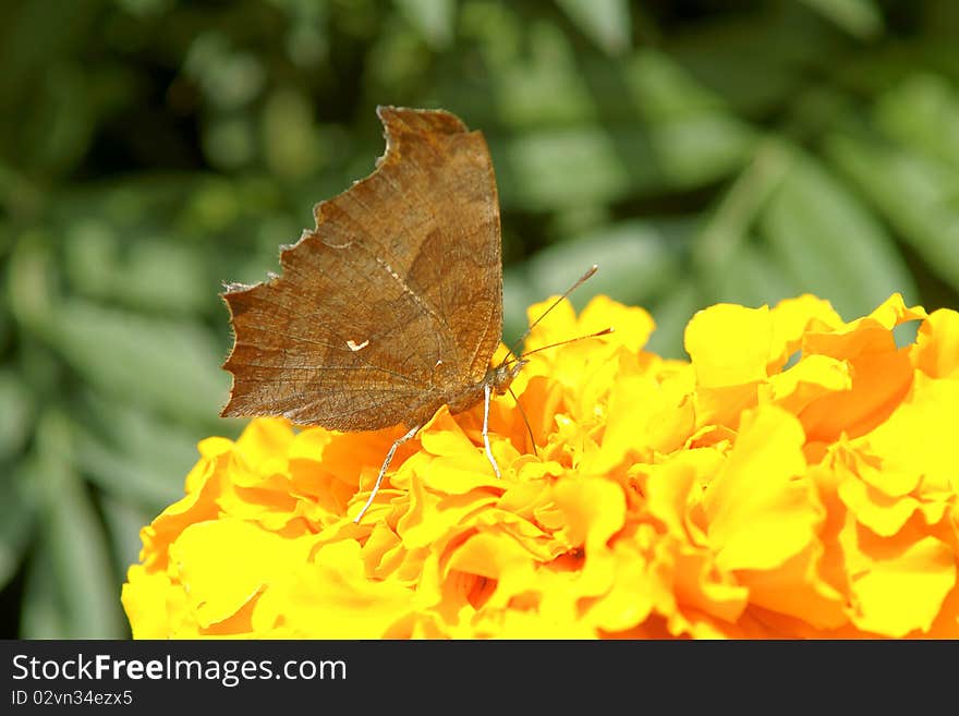 A nymphalidae butterfly is taking food on flowers. It look like a sapless leaf.