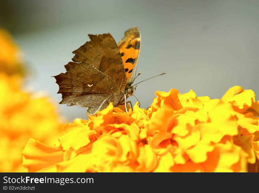 A nymphalidae butterfly is taking food on flowers. It look like a sapless leaf.