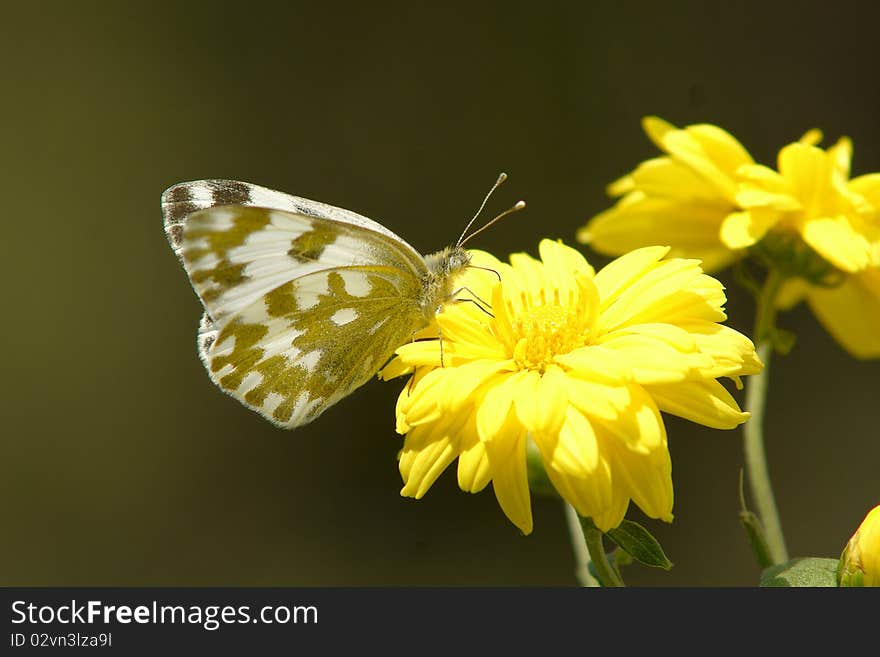 A cabbage butterfly is taking food on flowers.