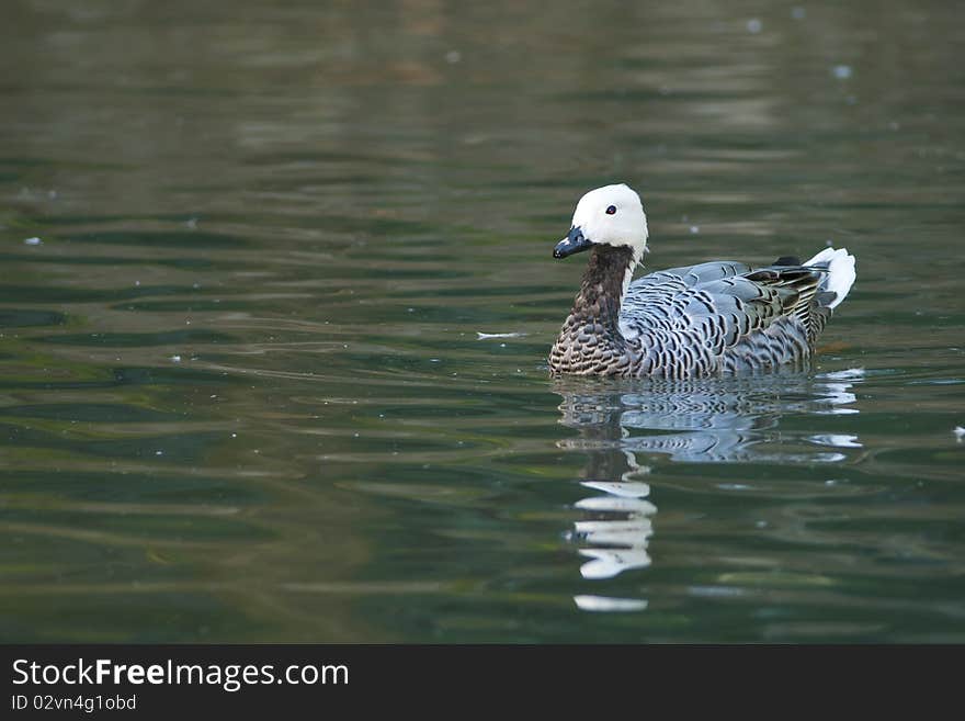 Upland Or Magellan Goose Male