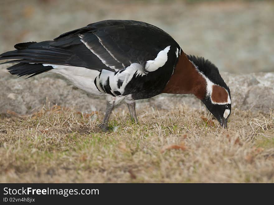 Red Breasted Goose on shore