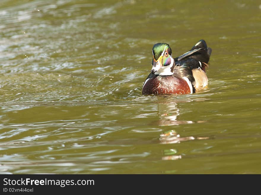 Wood Duck Drake on water