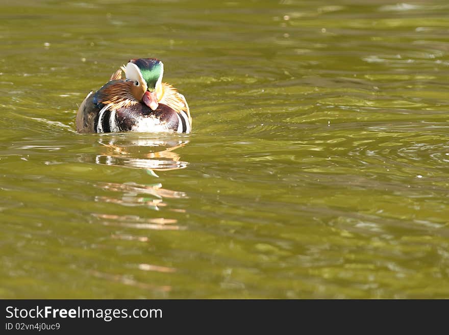 Mandarin Duck Drake on water