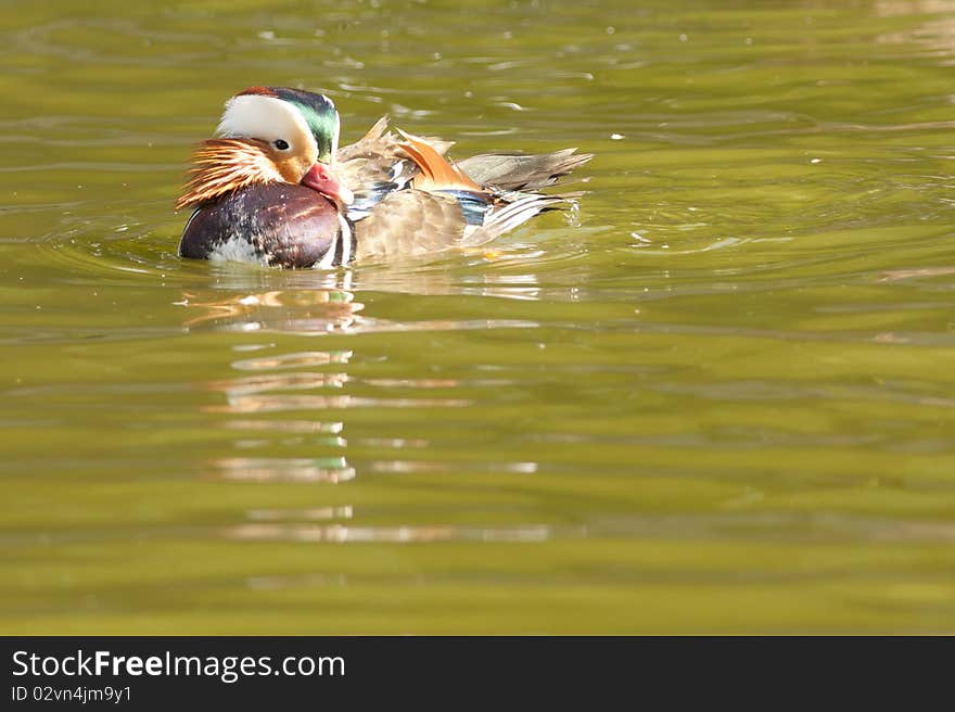 Mandarin Duck Drake on water