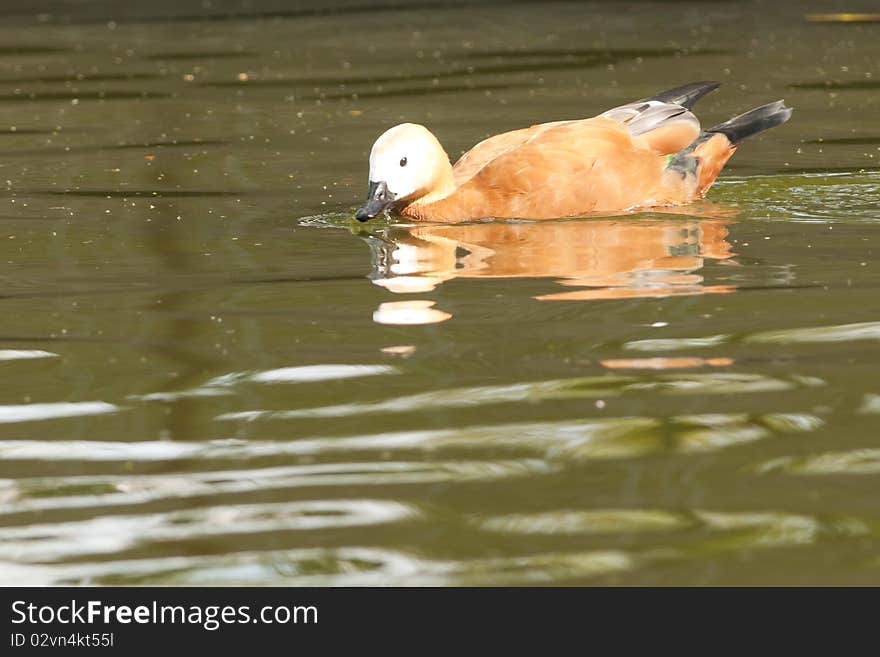 Ruddy Shelduck