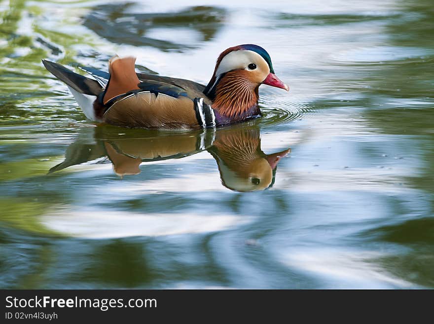 Mandarin Duck Drake on water