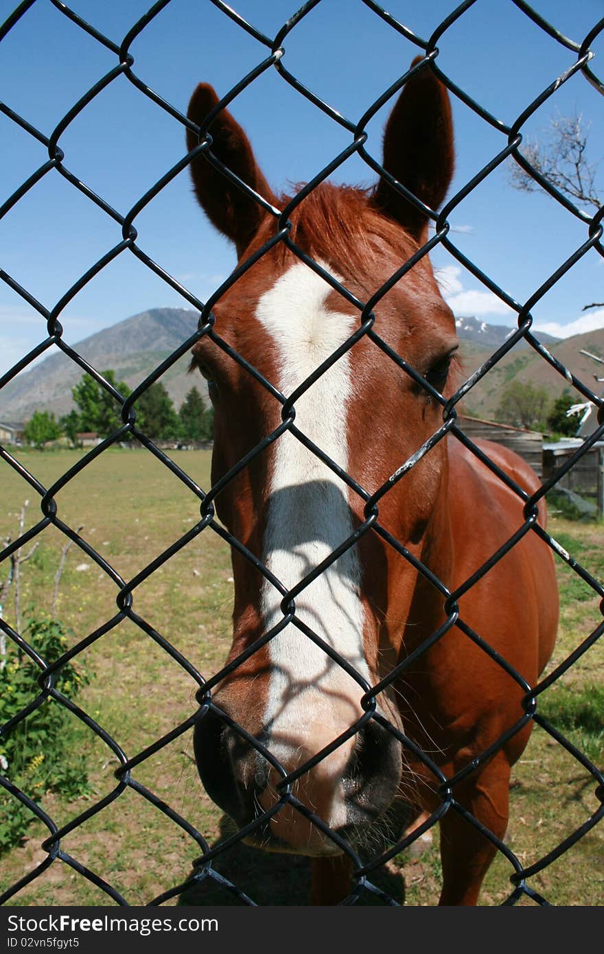 Brown Horse Behind Fence