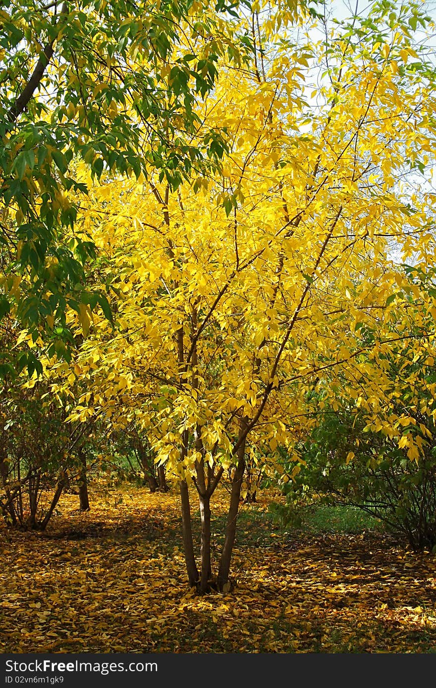 Tree with bright yellow foliage in park