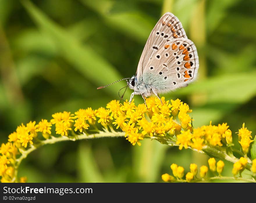 Little butterfly sitting on flower