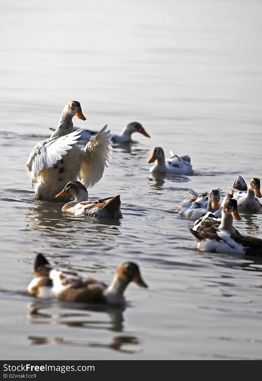 Water village, a happy crew of ducks is swimming in river. a white domesticated duck is their leader in a group of mallard ducks.