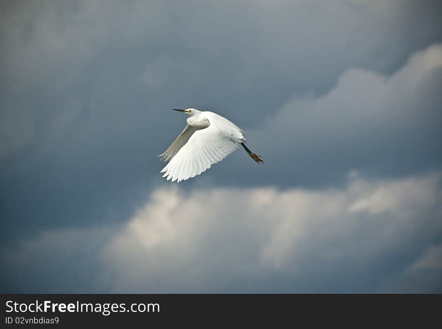 Snowy Egret in Flight