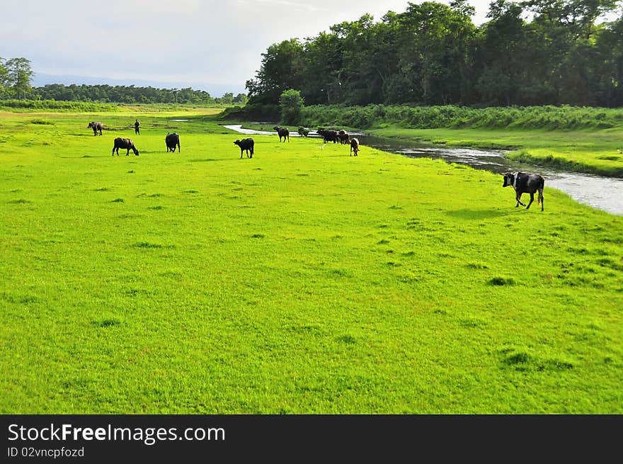 The beautiful scenery in the jungle grass