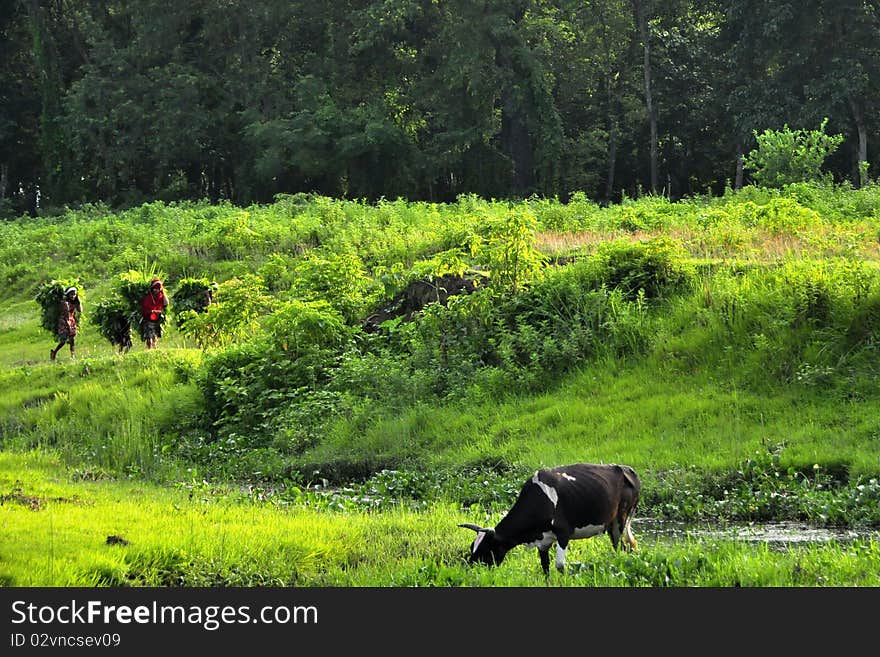 The beautiful scenery in the jungle grass