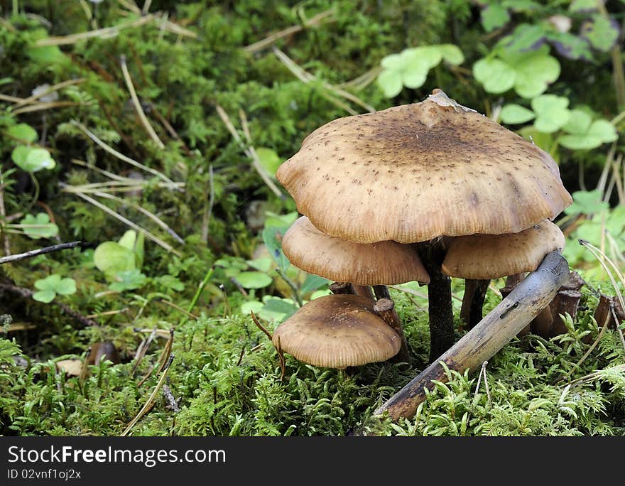 Honey fungus growing on a tree stump in a moss